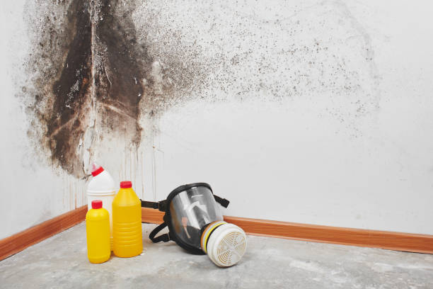 Best Toxic Mold Removal  in Stanleytown, VA