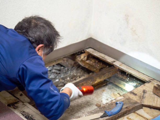Best Mold Testing  in Stanleytown, VA