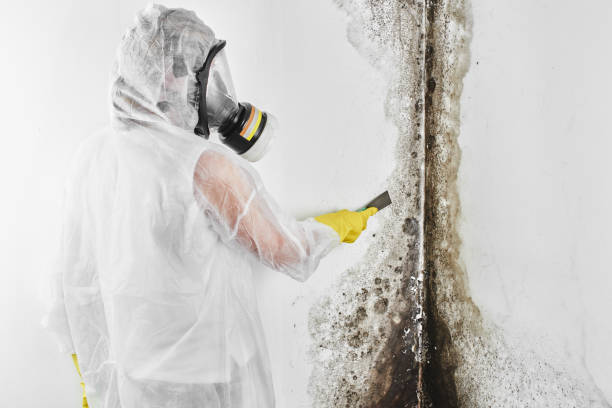 Best Mold Testing  in Stanleytown, VA