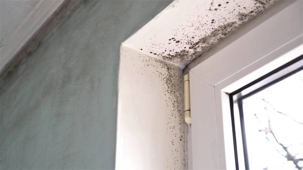 Mold Removal and Inspection in Stanleytown, VA