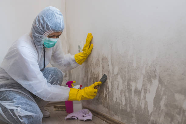 Mold Testing and Removal in Stanleytown, VA