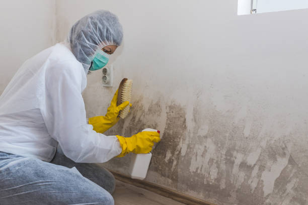 Best Affordable Mold Removal  in Stanleytown, VA