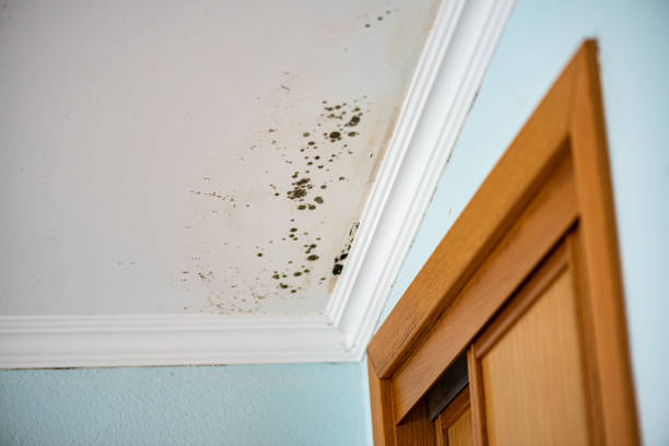 Best Professional Mold Removal  in Stanleytown, VA