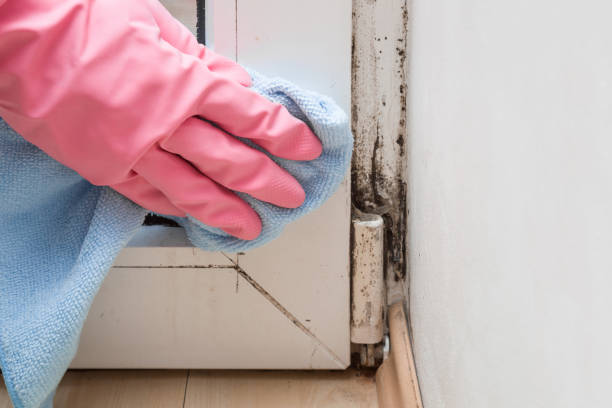Best Best Mold Removal Companies  in Stanleytown, VA